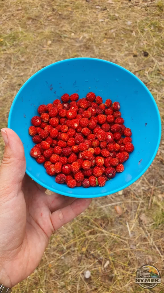 Poziomki - Hymek.pl