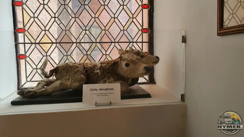 Zamek Książąt Pomorskich w Darłowie - Hymek.pl