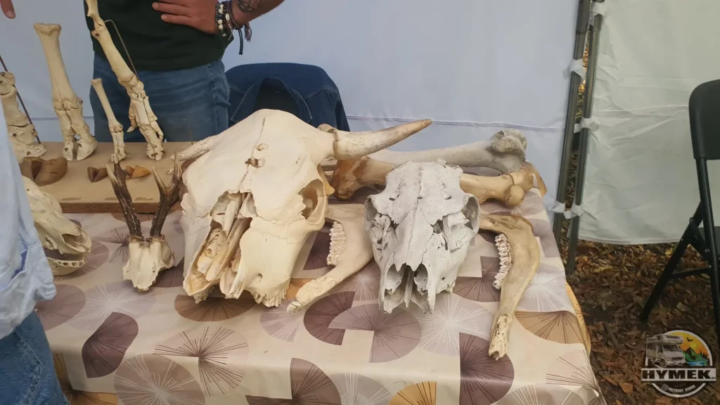 Pruszkowski Festiwal Archeologiczny ARTEfakty 2026 - Hymek.pl