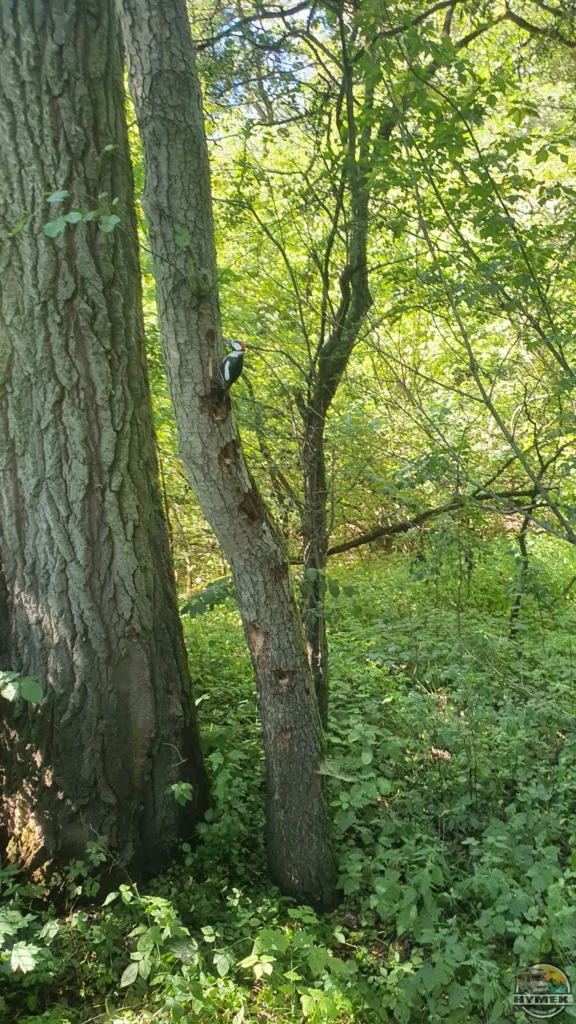 Park "Dolina Wkry" - Spacer w koronach drzew Pomiechówek - Hymek.pl