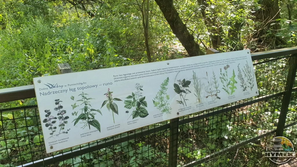 Park "Dolina Wkry" - Spacer w koronach drzew Pomiechówek - Hymek.pl