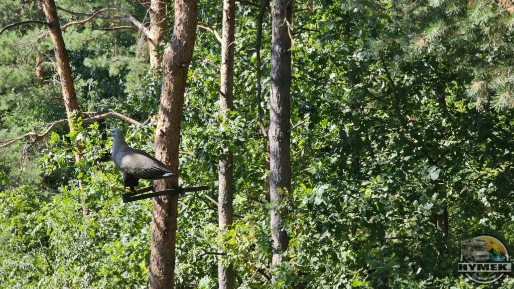 Park "Dolina Wkry" - Spacer w koronach drzew Pomiechówek - Hymek.pl