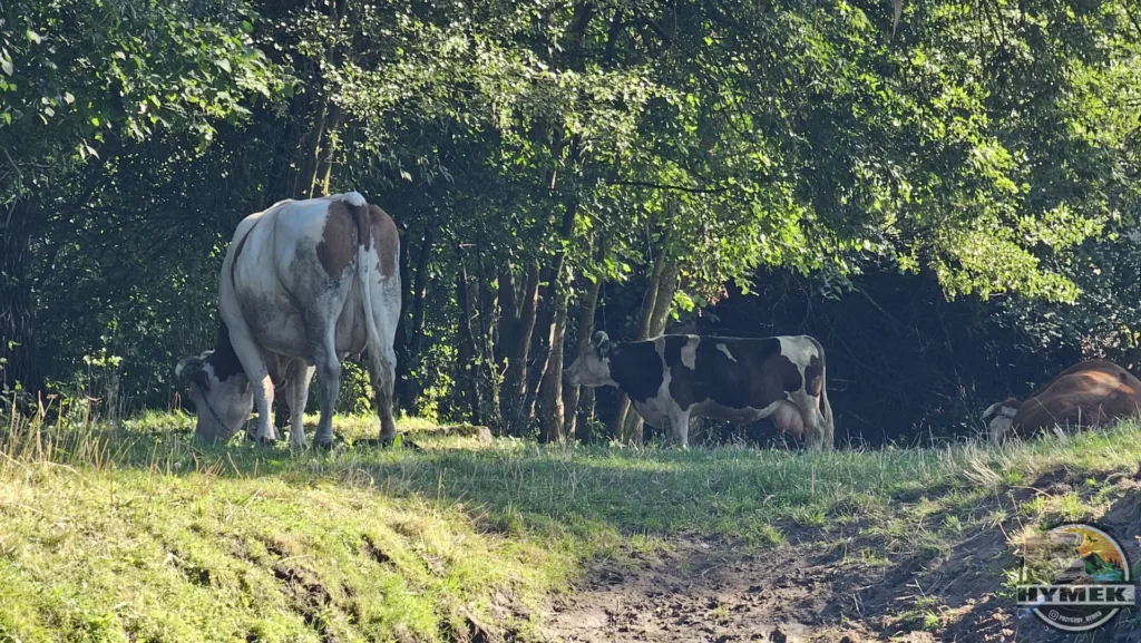 Spływ kajakowy Wkrą - Hymek.pl