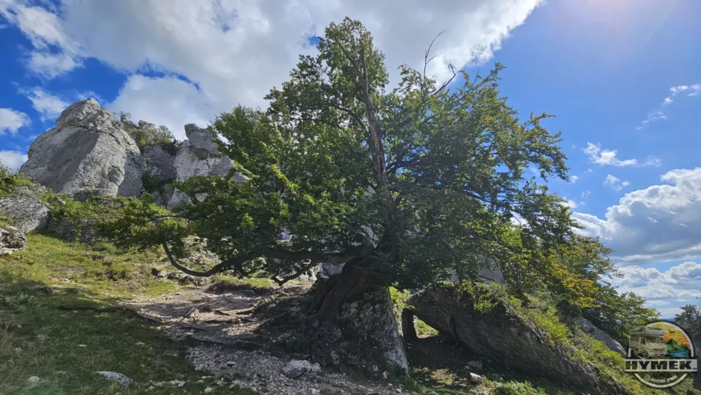 Rezerwat przyrody Góra Zborów - Podlesice - Hymek.pl