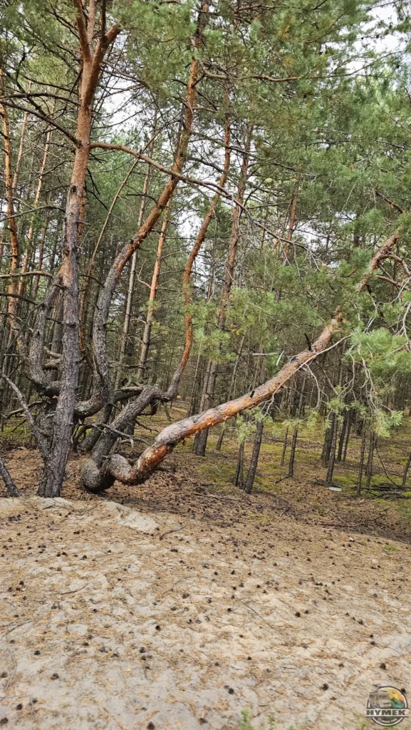 Rowerowa przygoda na Pustyni Błędowskiej - Hymek.pl
